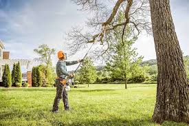 How Our Tree Care Process Works  in Bakersfield Country Clu, CA